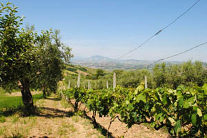 Verdi Colline Bed and breakfast Controguerra (Te) Abruzzo