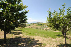 Verdi Colline Bed and breakfast Controguerra (Te) Abruzzo